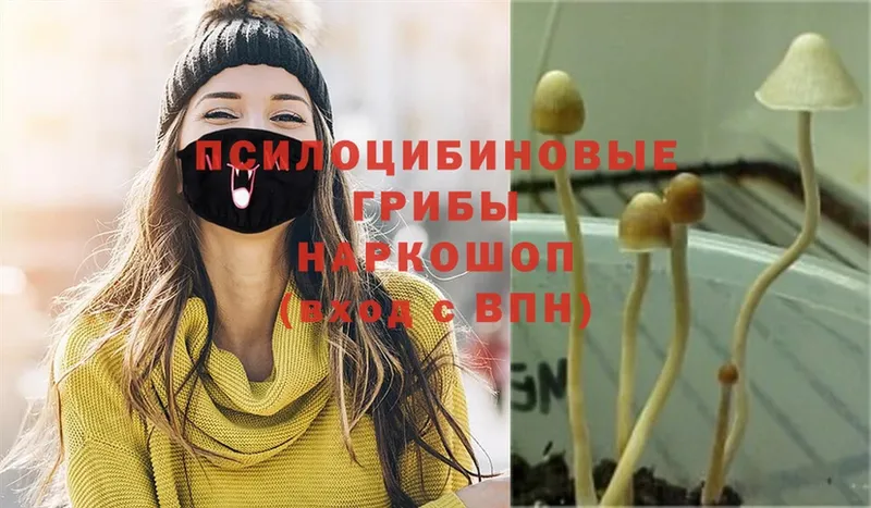 MEGA ONION  Пятигорск  Галлюциногенные грибы Psilocybine cubensis  купить наркотики цена 